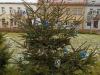 Stromecky_na_namesti_16