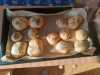 IMG-20250220-WA0060
